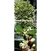 Hirt's Sweet Bay Laurel Herb -Laurus nobilis- 4" pot