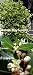 Sweet Bay Laurel Herb -Laurus nobilis- 4\