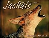 Jackals (Animal Scavengers)