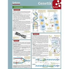 Lerntafel: Genetik im �berblick (Lerntafeln Biologie)