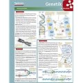 Lerntafel: Genetik im �berblick (Lerntafeln Biologie)