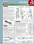 Lerntafel: Genetik im �berblick (Lerntafeln Biologie)