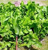 Horseradish Potted - Will last a lifetime in the garden!