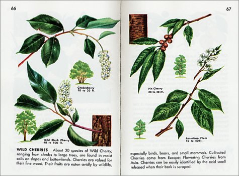 Trees: Revised and Updated (A Golden Guide from St. Martin's Press) under Plants in The Books Store