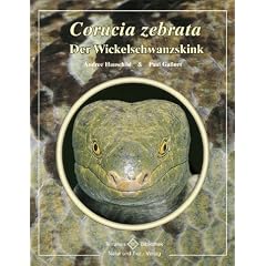 Corucia zebrata