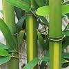 Yellow Grove Bamboo Plants