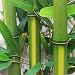 Bamboo Plants