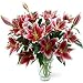 Cobra Lilies