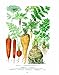 The New Oxford Book of Food Plants