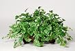 House of Silk Flowers Artificial Pothos Ledge Plant 33"w x 19"h