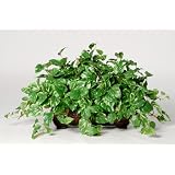 House of Silk Flowers Artificial Pothos Ledge Plant 33w x 19h by House of Silk Flowers