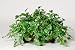 House of Silk Flowers Artificial Pothos Ledge Plant 33w x 19h