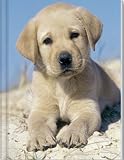 Notizbuch – Blank Book – Hund