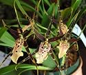 Mtssa Shelob 'Tolkien' AM/AOS orchid Near Blooming Size