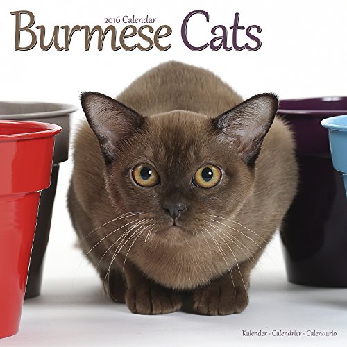 Burmese Cats Calendar - 2016 Wall calendars - Cat Calendar - Animal Calendar - Monthly Wall Calendar by Avonside Studio