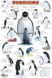 Penguins Chart Stretched Canvas Poster Print, 36x54