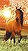Sports : Strandlaken / Badehandtuch-Pferd vor Sonnenuntergang-