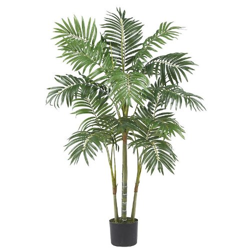 4′ Areca Palm Silk Tree