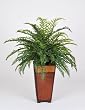 Artificial Boston Fern in Rattan