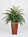 Artificial Boston Fern in Rattan