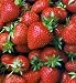 Strawberries Dehydrated Freeze Dried Survival Food - #10 Can