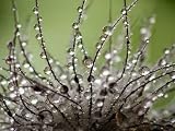 Wet Clematis Seed - 24