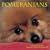 Pomeranians 2009 Wall Calendar