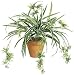 34 Inch Spider Plant x80 - Green and White - Qty of 12