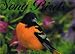 SONG BIRDS 16 MONTH 2009 CALENDAR BY STUDIO 18