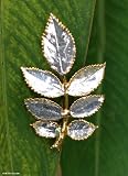 Natural rose leaves brooch, 'Silver Leaf'