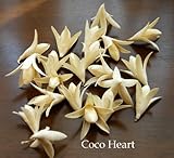 ~Coco Heart~　リリーヘッド　２０個　（木の実・ドライフラワー）
