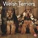 Welsh Terriers 2010 Square Wall