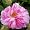 www.wildrosen.com - Wildrose 'Rosa gallica Versicolor' (im Container