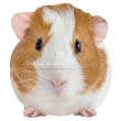 Guinea Pig Blank Card Paper House Productions