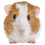 Guinea Pig Blank Card Paper House Productions
