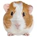 Guinea Pig Blank Card Paper House Productions