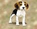 Beagle Puppy Woven Lap Square (Throw Blanket)