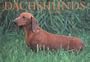 Dachshunds Postcard Book