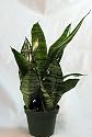 Snake Plant, Mother-In-Law's Tongue - Sanseveria - 4" Pot