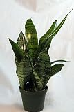 Snake Plant, Mother-In-Law's Tongue - Sanseveria - 4 Pot