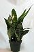Snake Plant, Mother-In-Law's Tongue - Sanseveria - 4" Pot