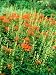 Euphorbia Griffithii (Fireglow) and Tellima Grandiflora (Fringe Cups), Perennial Phot...
