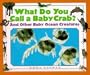 What Do You Call a Baby - Crab? And Other Baby Ocean Creatures
