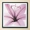 Lily Print - Framed