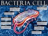 Bacteria Cell Subject Art Poster Print, 24x18