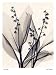 Lily of the Valley by Judith Mcmillan. Size 10.93 inches width by 13.40 inches height...