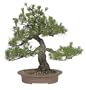 Brussel's Black Pine Specimen Tree