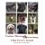 Canine Massage and Stretching: A Dog Owner's Manual