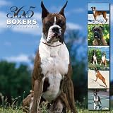 Boxers 365 Days 2007 Calendar