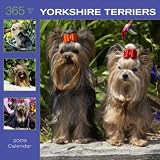 365 Days of Yorkshire Terriers 2009 Wall Calendar 12